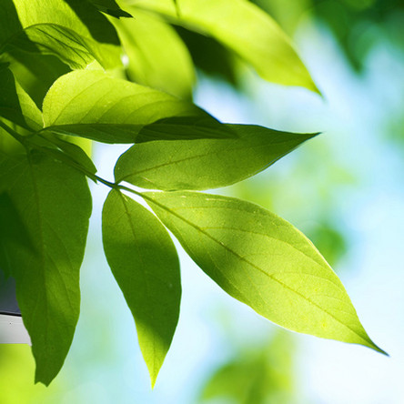 Grüne Blätter an Baum