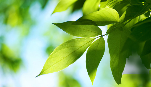 Grünes Blatt von unten fotografiert